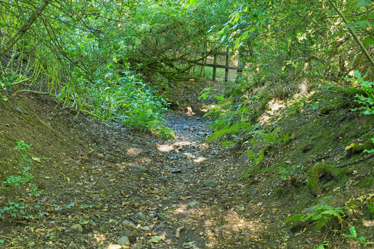 A narrow, dry channel or path winds through lush green woods, with a fence visible in the distance. The ground is rocky and shaded - Ashworth Valley, Rochdale, UK