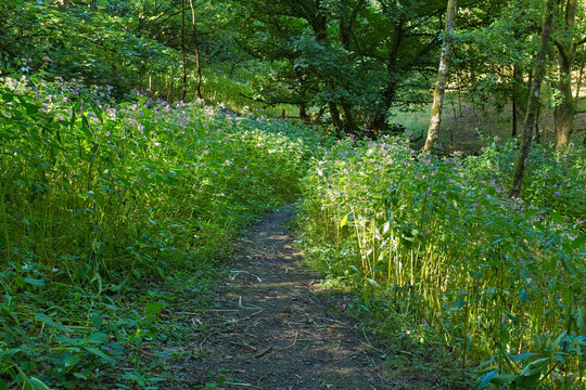 A sunlit dirt path winds through a vibrant green forest. Tall plants with small flowers line the path, leading towards shaded trees - Ashworth Valley, Rochdale, UK