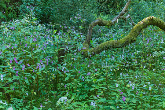 A vibrant natural scene showcases lush green plants with small purple flowers blanketing a forest floor, beneath a moss-covered, gnarled tree branch - Ashworth Valley, Rochdale, UK
