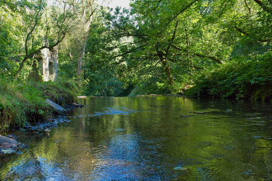 A serene river flows through a vibrant green forest. Sunlight dapples the water's surface, reflecting the lush trees and foliage on the banks - Ashworth Valley, Rochdale, UK