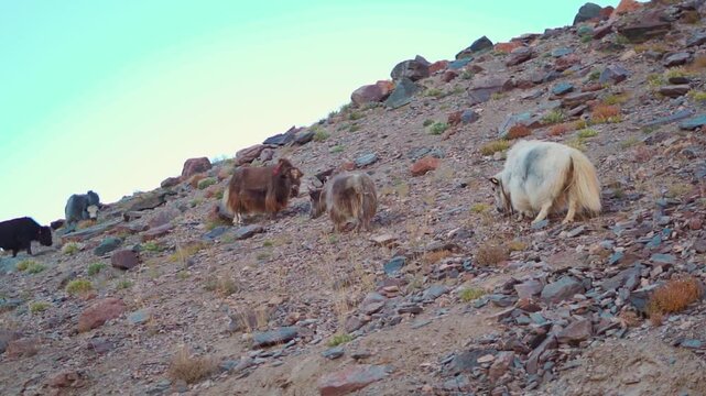 Herd of Yak grazing on dried yellow grass on a mountain during the autumn season at Kargyak village in Zanskar Valley of remote Ladakh region. Livestock eating grass in a remote region in Himalayas.