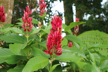 Vibrant red flower spikes rise above broad green leaves in a lush tropical garden, creating a striking natural scene surrounded by trees and dense vegetation. © arimoto