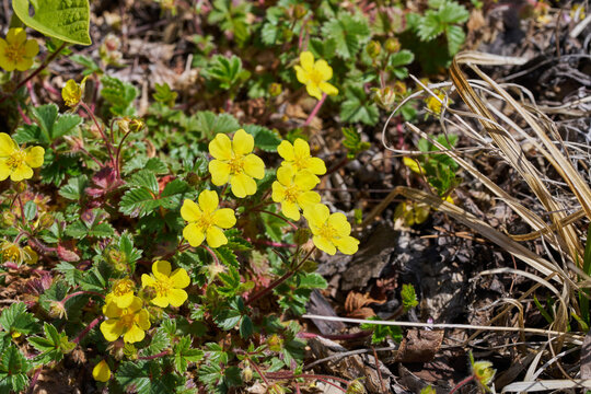 Yellow cinquefoil flowers blooming among green leaves on a sunny spring forest floor