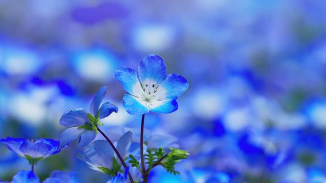 ネモフィラの花畑　春イメージ
