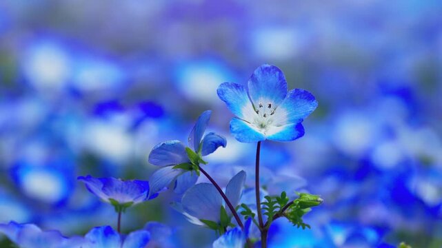 ネモフィラの花畑　春イメージ
