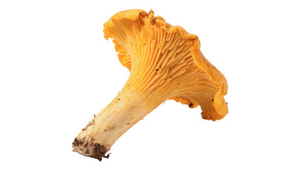 Fresh edible wild chanterelle mushroom isolated on transparent background cut out © 1png-stock