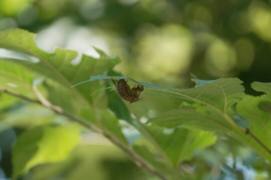 Close-up of a Cicada Shell on a Leaf