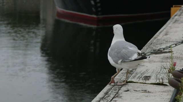 European herring gull with an apparent leg injury slowly turning on a marina pier in slow motion. Authentic wildlife observation showing natural bird movement beside calm harbor water in Tallinn