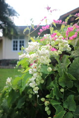 Clusters of delicate white and pink flowers bloom among lush green leaves beside a garden house, creating a bright tropical floral scene with soft natural light in Indonesia. © arimoto