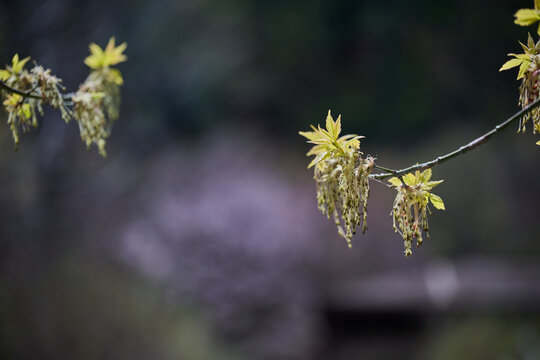 Boxelder maple flowers and young green leaves on a branch against a blurred spring background