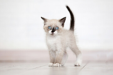 Naklejka premium Small fluffy siamese kitten standing on wooden floor. Adorable young cat with blue eye looking at camera. Cute domestic animal pet for greeting card or home lifestyle concept.