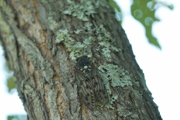 Fototapeta premium Close-up of an Aburazemi Cicada on Tree Bark