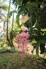 A striking pink flower cluster hangs beneath broad green leaves in a lush tropical garden, with tall palms, stonework, and a rustic roof creating a scenic natural backdrop. © arimoto