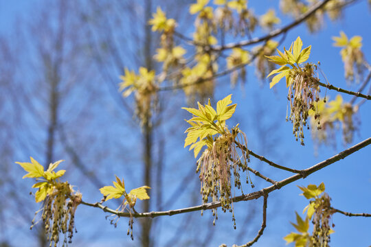Boxelder maple flowers and young leaves on branches against a clear blue spring sky
