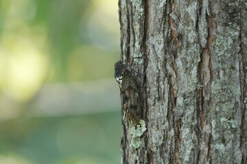 Obraz premium Close-up of an Aburazemi Cicada on Tree Bark