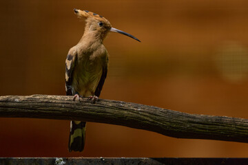 Eurasian Hoopoe with Distinctive Crest Perched inside a Zoo Aviary © Couperfield
