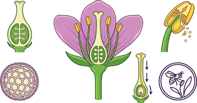 Flower Anatomy Cross Section Diagram Set Showing Pollination, Stamen Anther, Pistil Ovary Structures, Pollen Grain, and Bee Insect Fertilizaton Graphic Elements