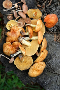 edible mushrooms of yellow boletus, suillus tridentinus (family Boletaceae, Suillus, Boletus granulatus) and scotch bonnet mushrooms on tree stump. Picking wild fresh mushrooms in forest. top view