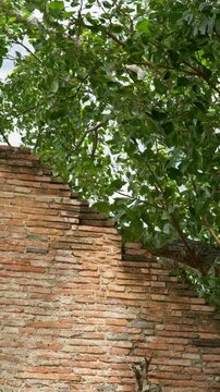 Vertical background of an old brick wall with a small green sprout growing through the gaps, symbolizing resilience, renewal and natural growth.