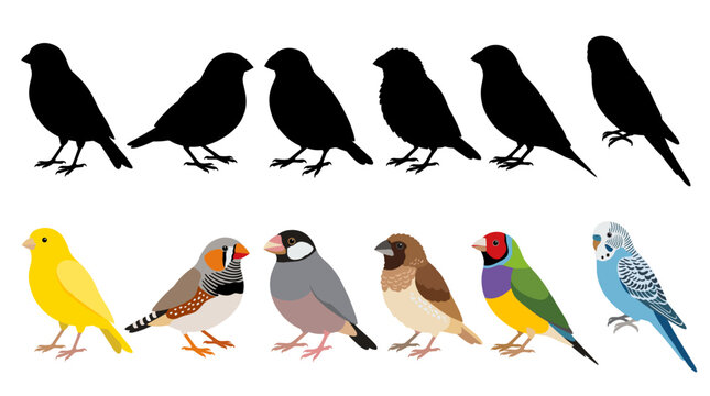 Collection of Small Bird Vector Illustrations Featuring Canary, Zebra Finch, Java Sparrow, Society Finch, Gouldian Finch and Budgerigar Isolated on White Background