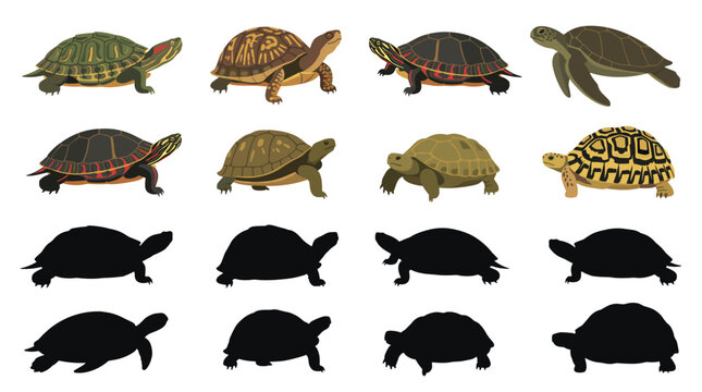 Set of Turtle Vector Illustrations Featuring Red Eared Slider, Box Turtle, Painted Turtle, Green Sea Turtle, Russian Tortoise and Leopard Tortoise Isolated on White Background