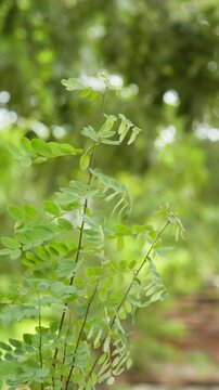 Vertical natural background of a delicate green plant with tiny leaves in soft sunlight and creamy bokeh, perfect for fresh, calm and botanical design use.