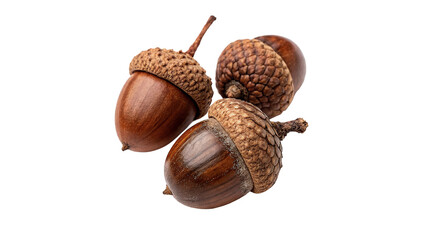 Three dry brown oak acorns with caps isolated on transparent background © Pavel