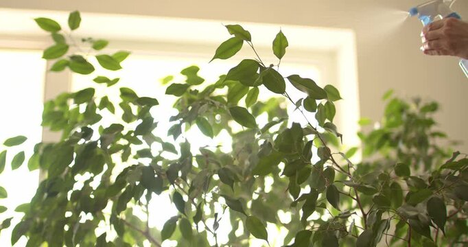 Water is sprayed from a spray bottle onto a ficus in backlight, as part of the process of caring for houseplants.