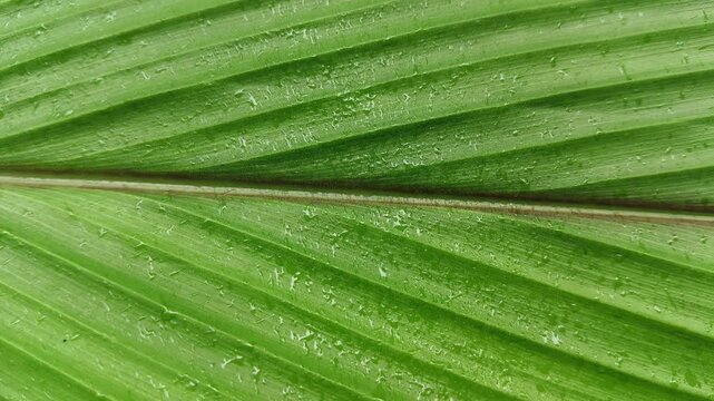 Leaf primary midrib vein, xylem, phloem water transport system structural pattern spread on surface. Closeup spinning or rotating top view.