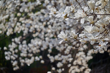 White magnolia blossoms on branches against a softly blurred spring background with copy space © HoyaEuny