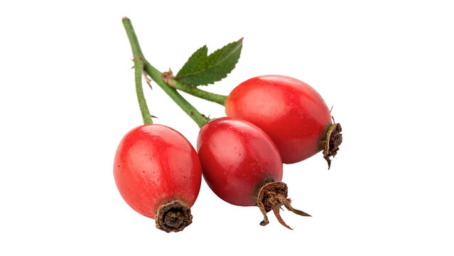 Fresh red rose hips berries with green leaves isolated on transparent background