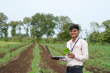 Fototapeta premium Young indian male agronomist or banker using laptop and analysing at cotton agriculture field