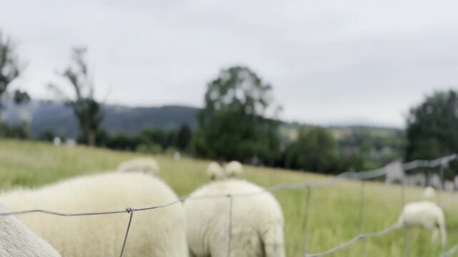 Blurred sheep grazing in a green pasture behind a wire fence in a rural countryside field