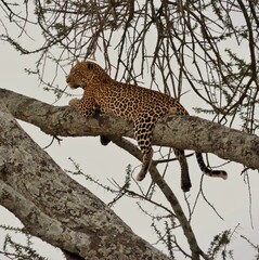 Leopard siting on a branch  © Miriam
