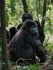 Gorilla sitting with family staring  © Miriam
