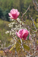 Pink saucer magnolia blossoms blooming on bare branches in a sunny spring garden © HoyaEuny