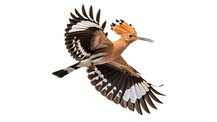 Eurasian hoopoe bird flying with open wings isolated on transparent background © Pendleton-png