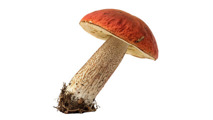 Fresh wild forest leccinum mushroom orange cap isolated on transparent background © Pendleton-png