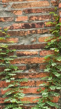 Vertical rustic background of an old brick wall with small green plants climbing from both sides, creating a warm natural contrast and textured visual appeal.