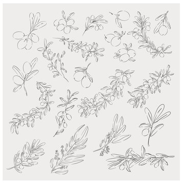 Olive Branch Botanical Line Art Clipart Collection