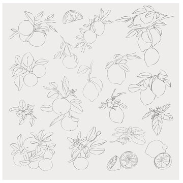 Citrus Branches Botanical Line Art Collection
