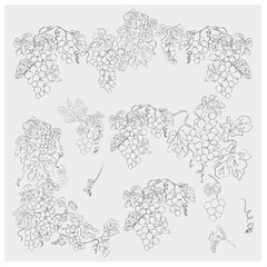 Obraz premium Grapevine Botanical Borders Collection