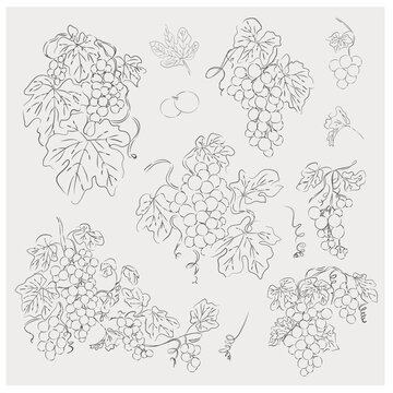 Grapevine Botanical Line Art Collection