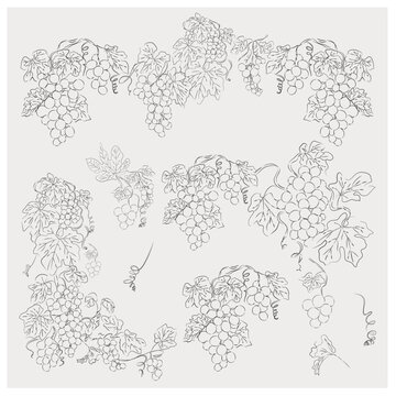 Grapevine Botanical Borders Collection