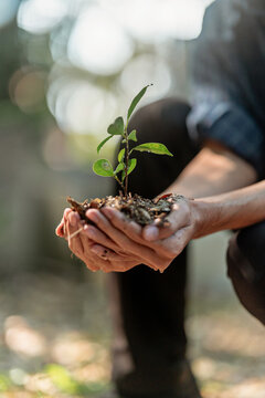 Hands hold a plants on plantation field soil