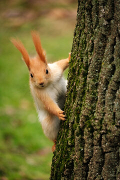 Red Squirrel on Tree trunk