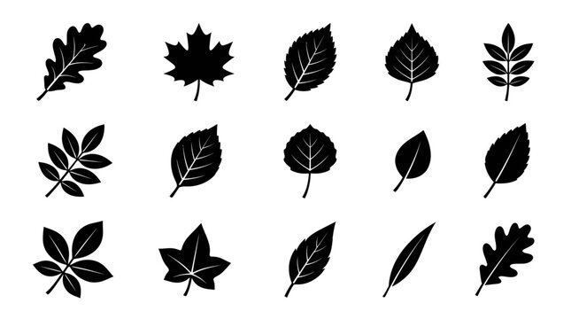 Diverse collection of silhouetted leaves from various tree species.