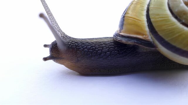 Extreme close-up of a garden snail slowly moving across a white surface