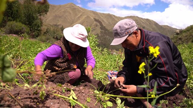 Peruvian farming couple working together digging and collecting fresh potatoes in a rural field