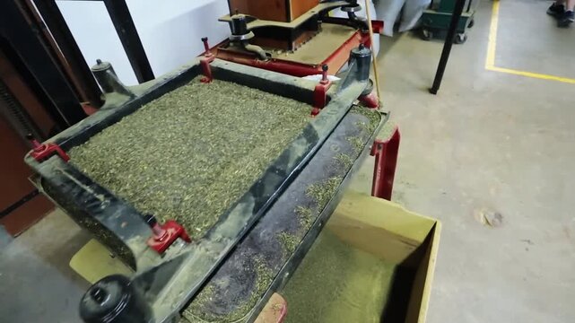 Tea leaves sifting maching at the tea factory